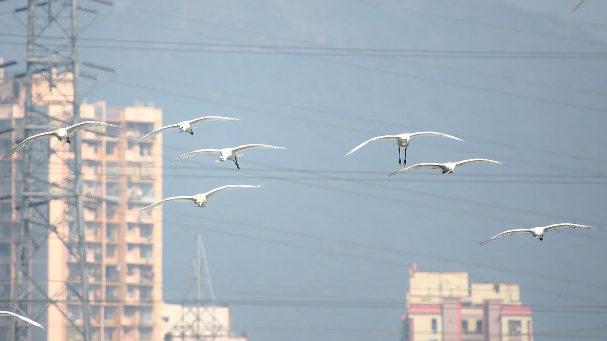 Eurasian Spoonbill - ML399682721