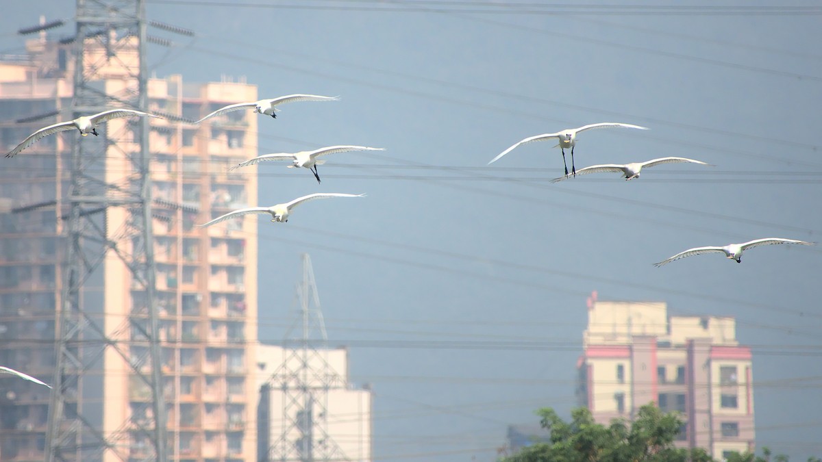 Eurasian Spoonbill - ML399682731