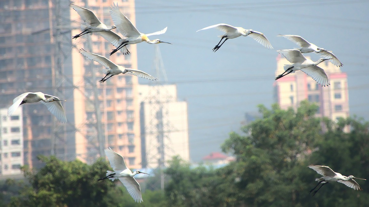 Eurasian Spoonbill - ML399682741