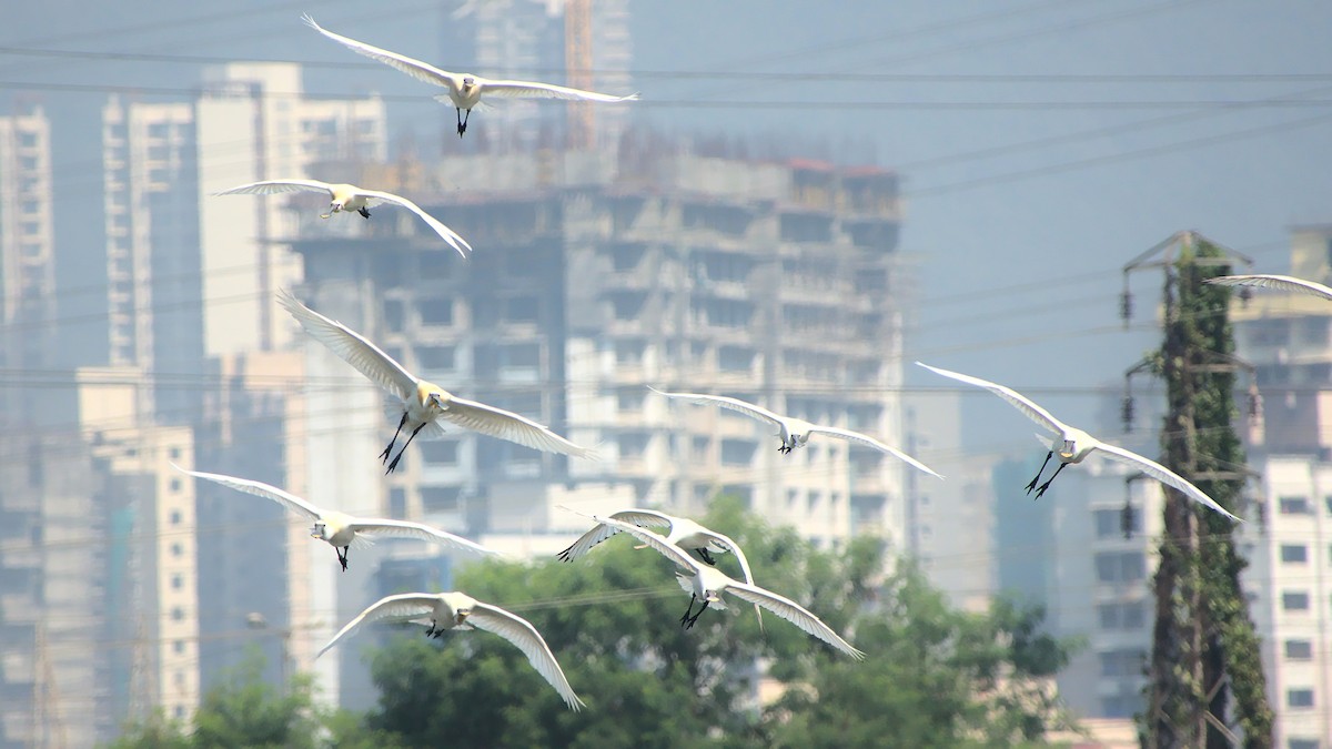 Eurasian Spoonbill - ML399682751