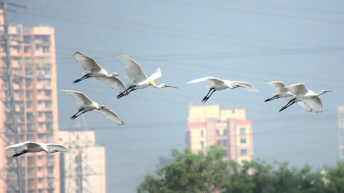 Eurasian Spoonbill - ML399682761