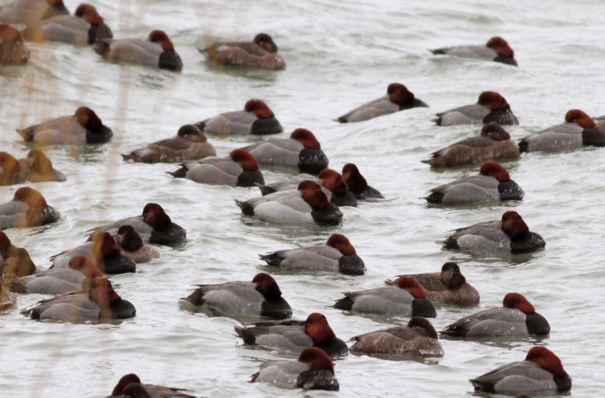 Canvasback x Redhead (hybrid) - ML39968581