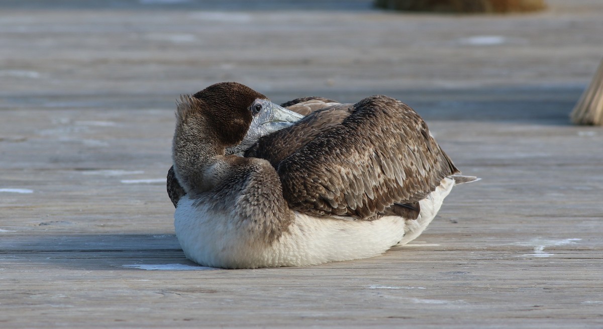 Brown Pelican - ML399686141