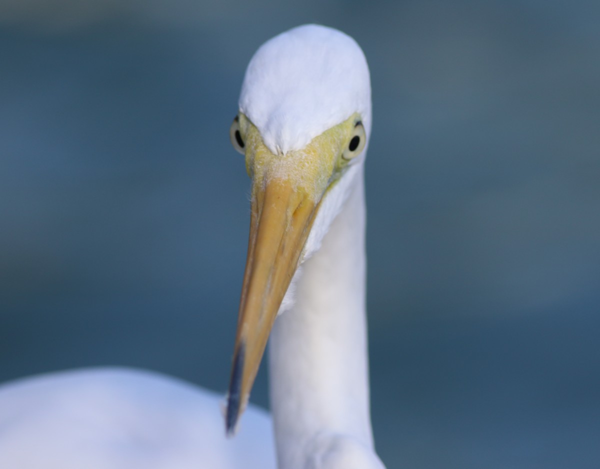 Great Egret - ML399686191