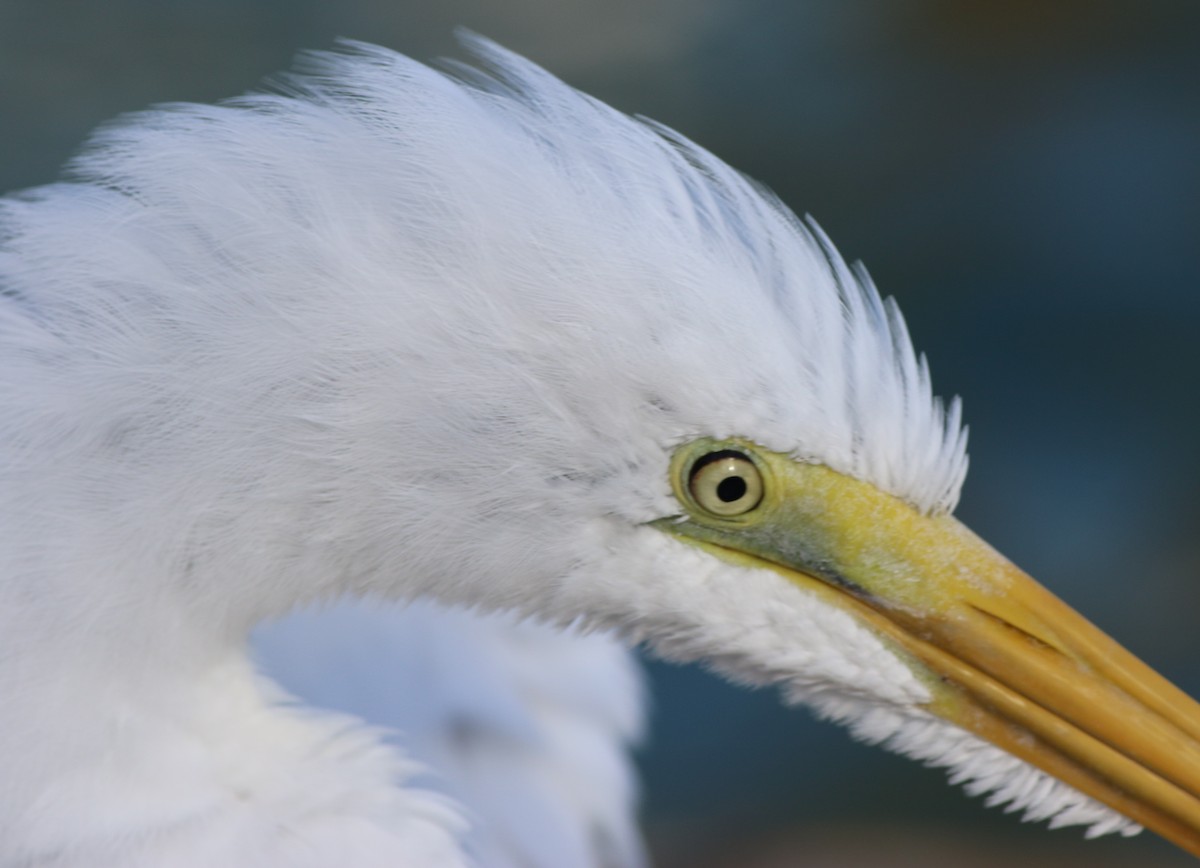 Great Egret - ML399686201