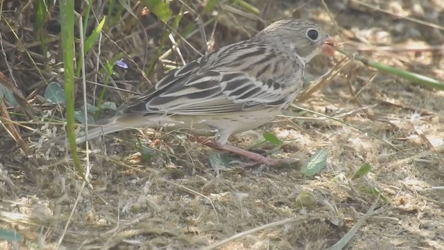 Ortolan Bunting - ML399686471