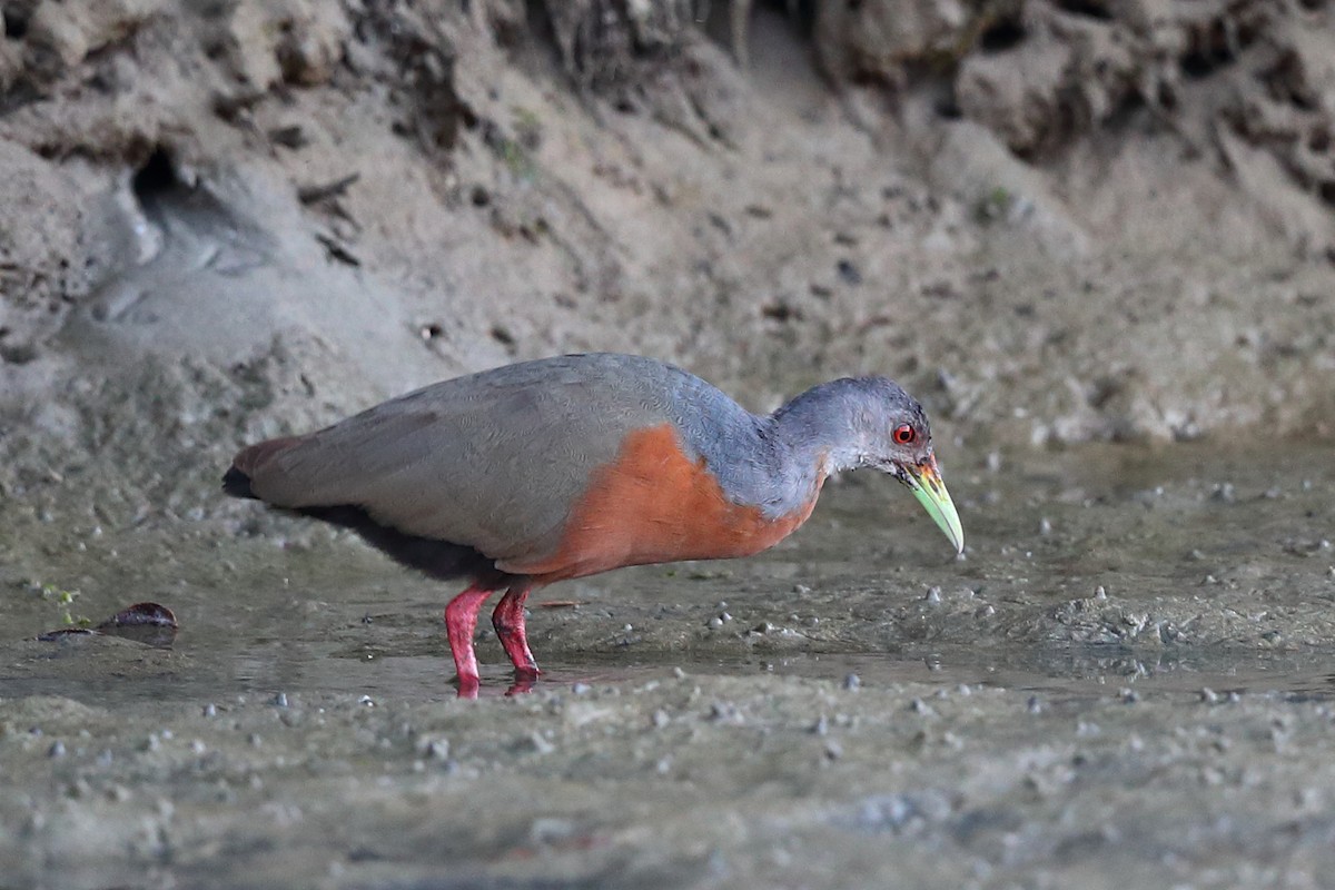 Little Wood-Rail - ML399686631