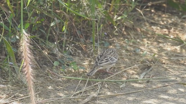 Ortolan Bunting - ML399686641