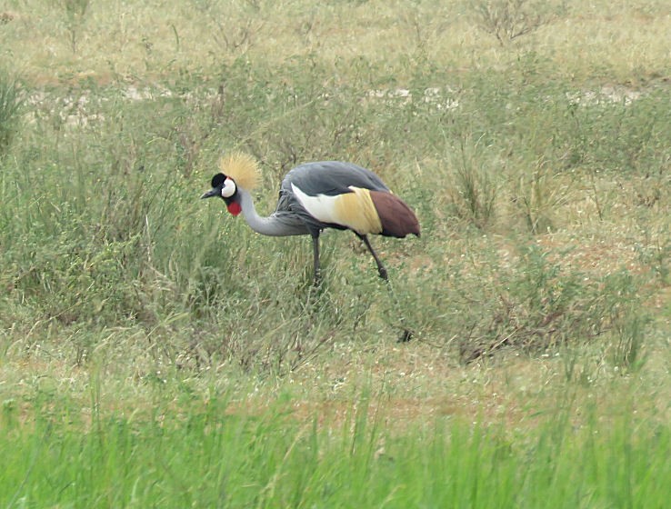 Grulla Coronada Cuelligrís - ML399686691