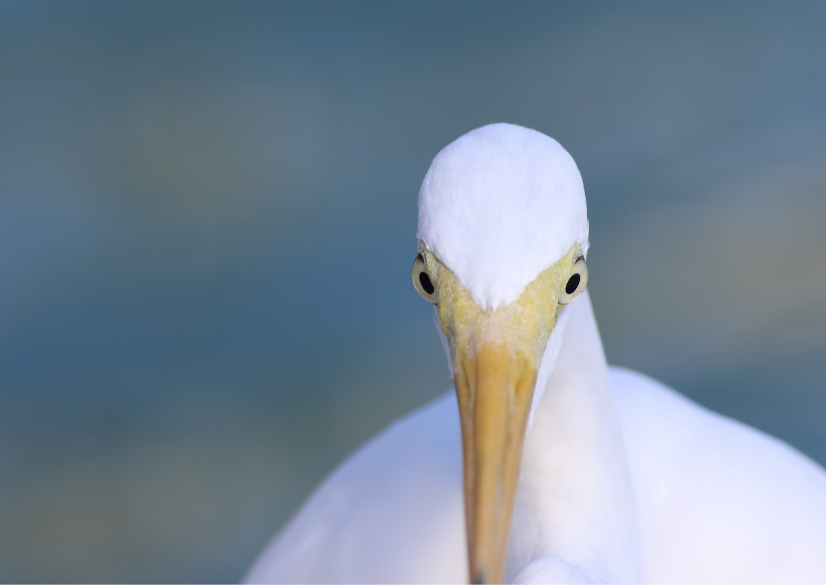 Great Egret - ML399686991