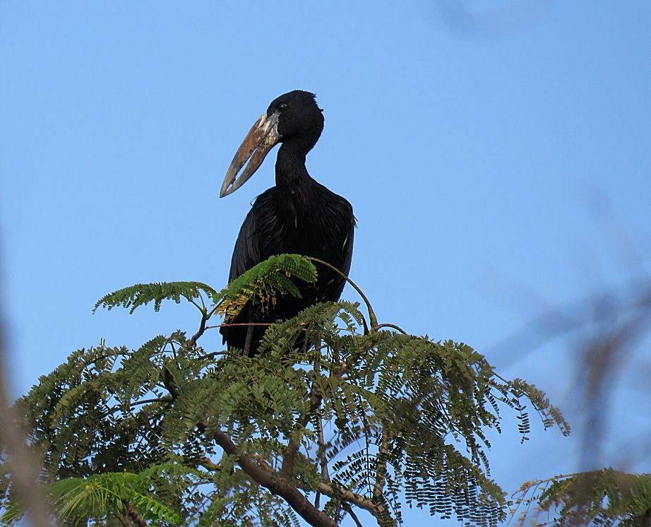 African Openbill - Roger Boyd