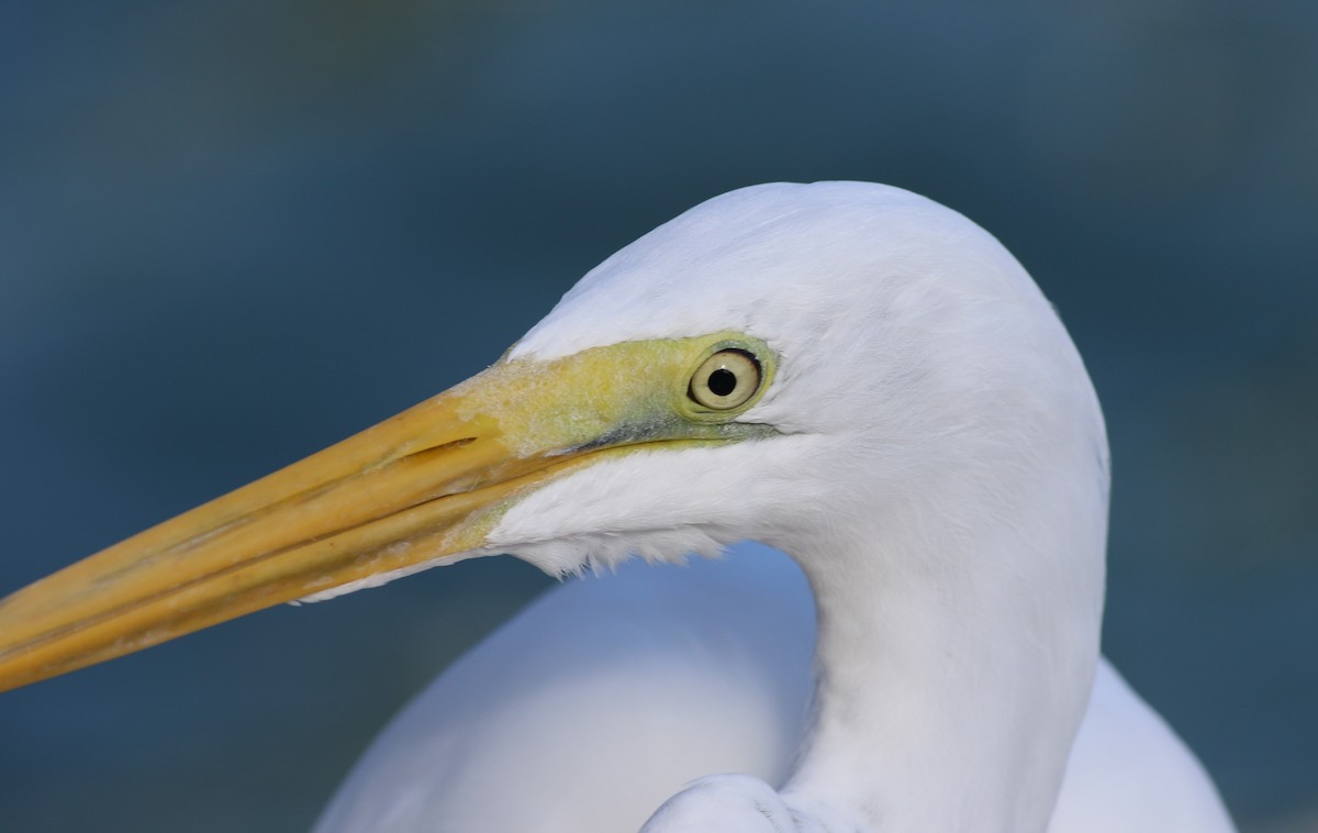 Great Egret - ML399687141