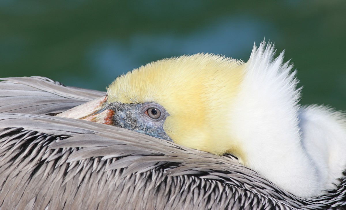 Brown Pelican - ML399687201