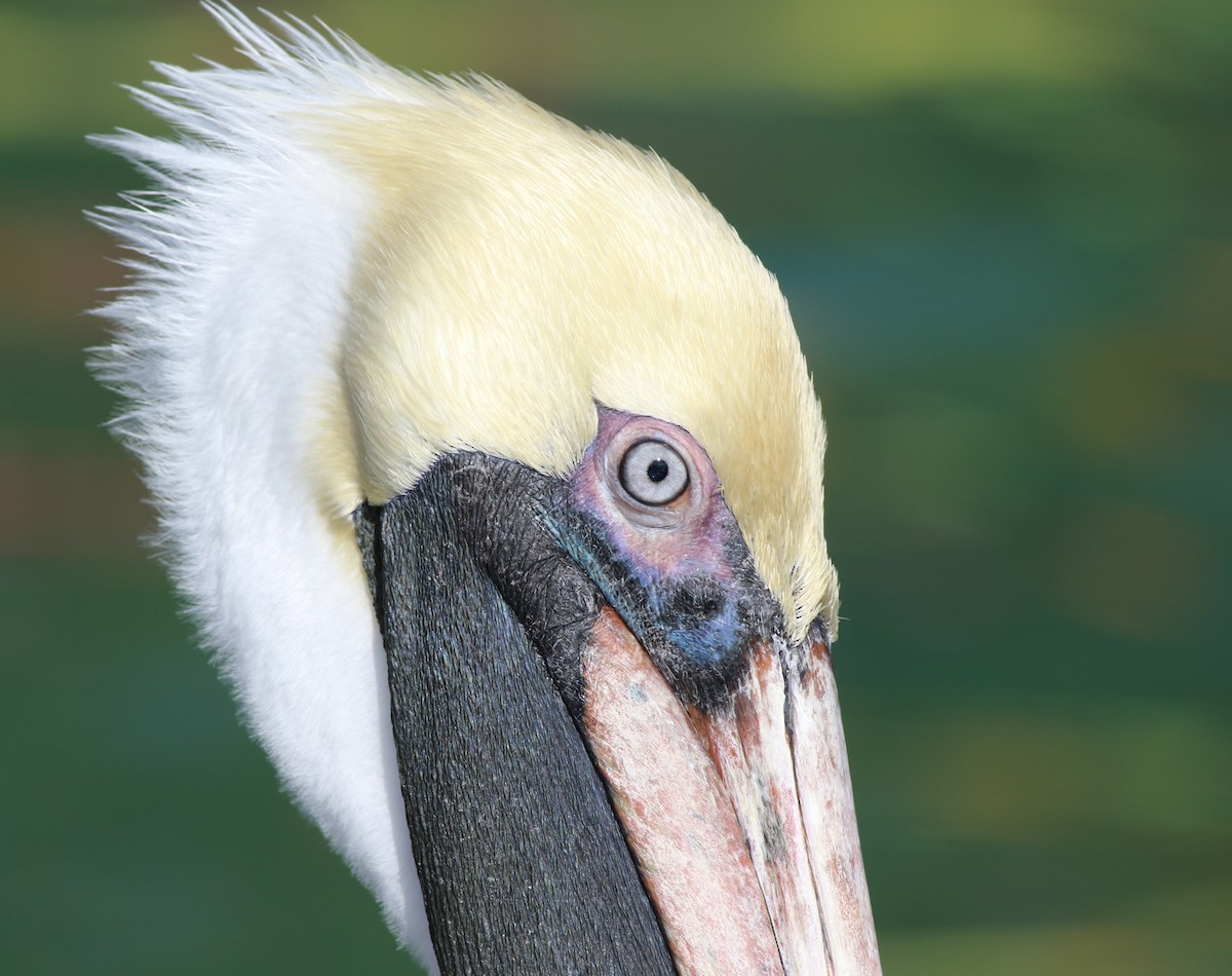 Brown Pelican - ML399687251