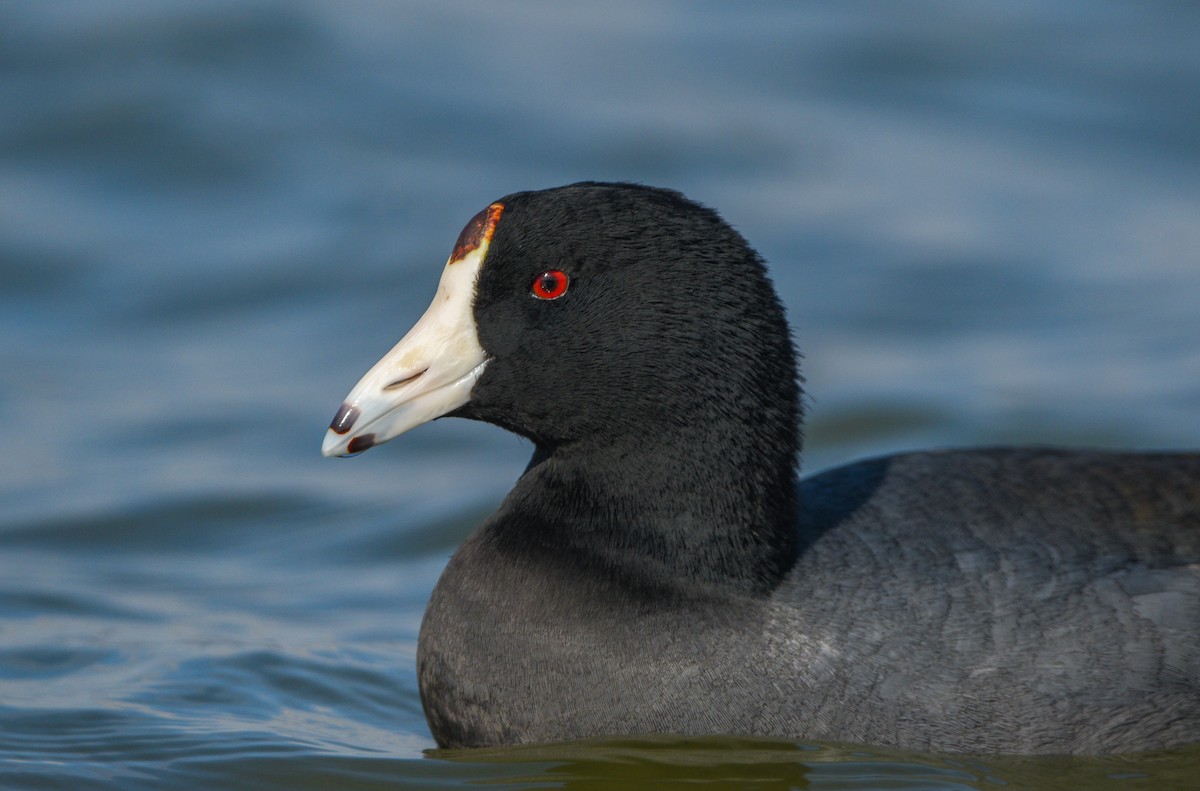 American Coot - ML399687381