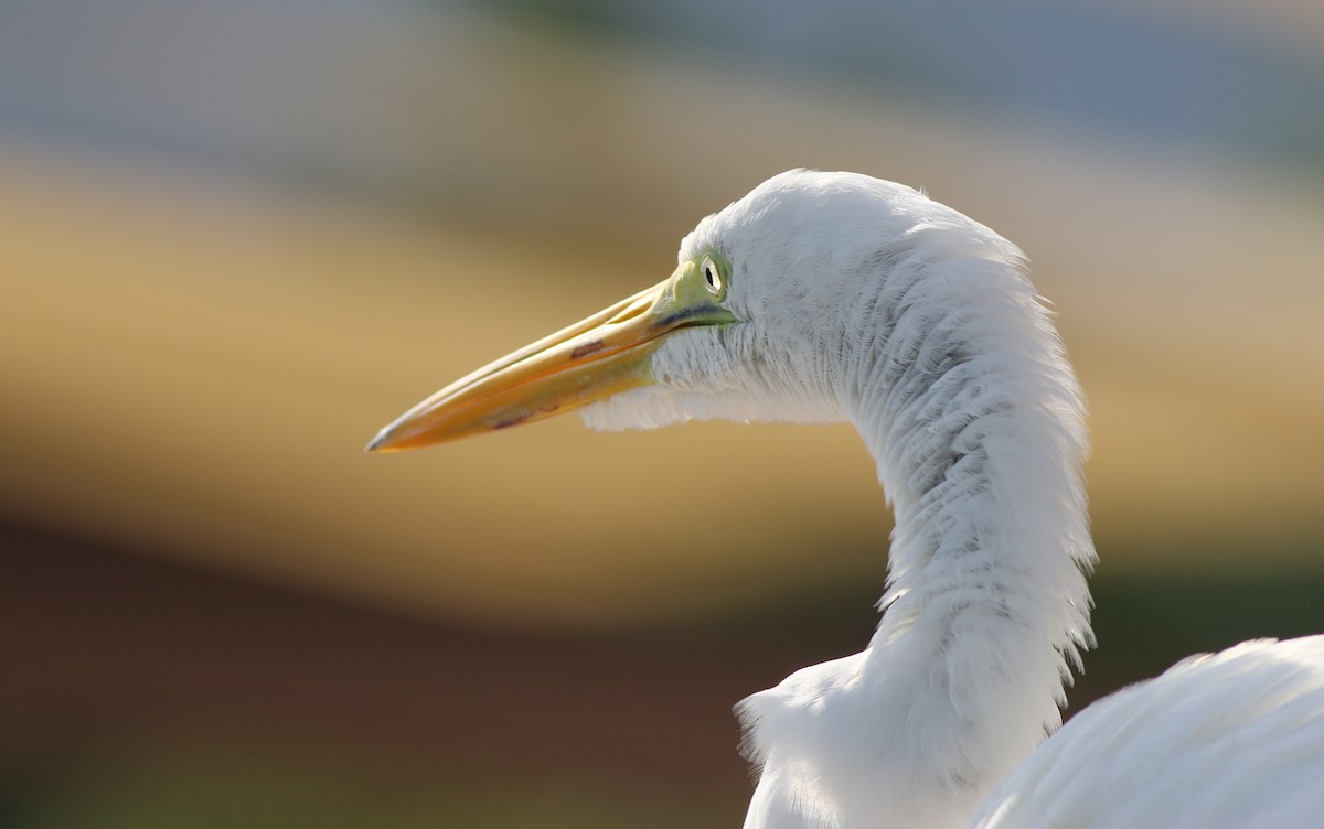 Great Egret - ML399687771