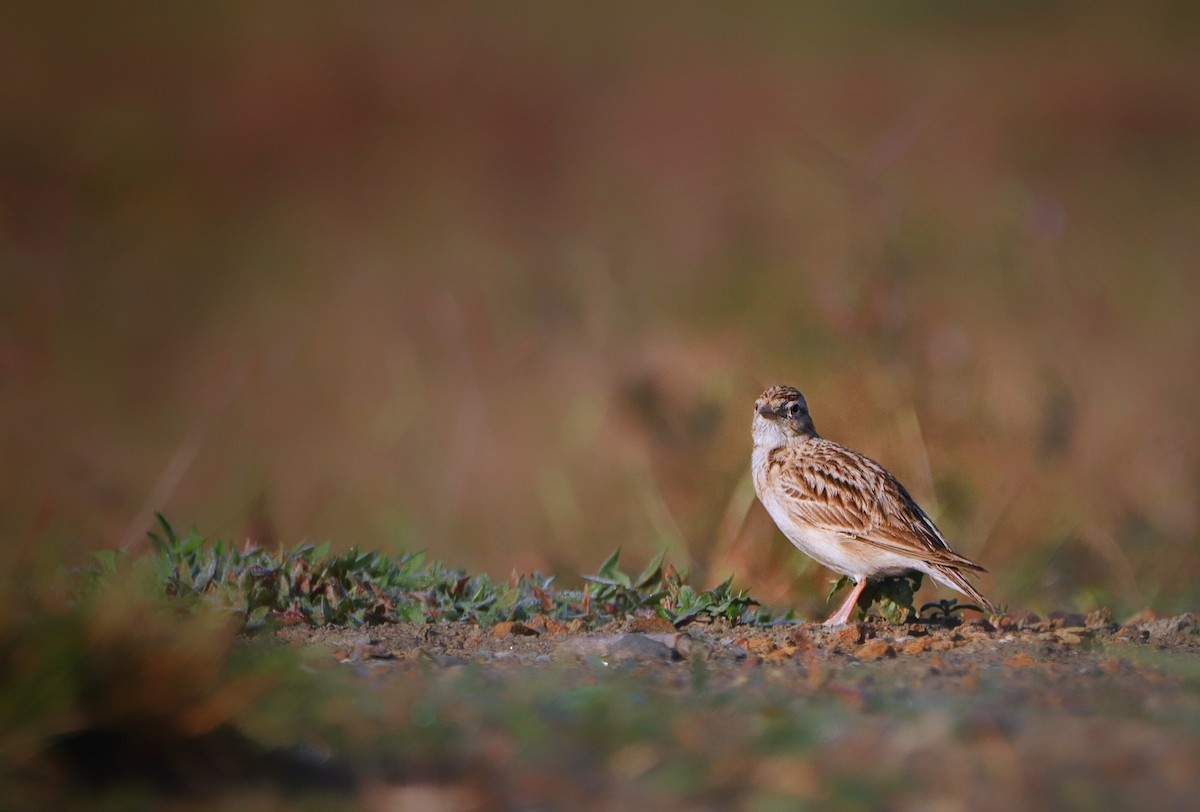 Mongolian Short-toed Lark - ML399688821