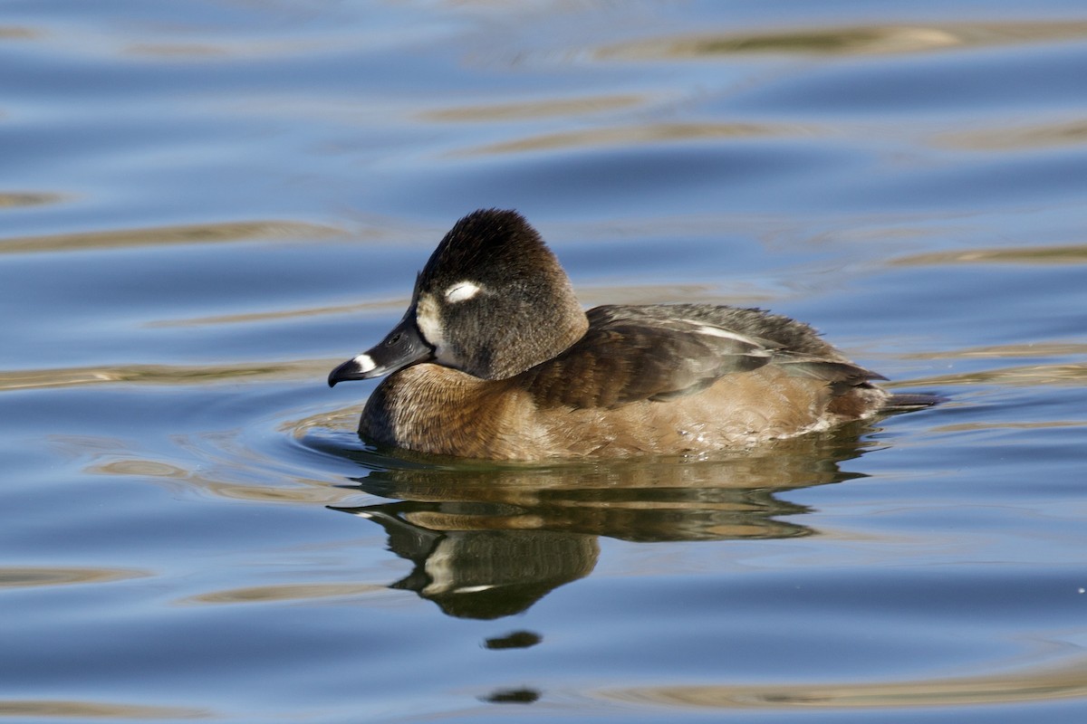 Ring-necked Duck - Daniel Conrad