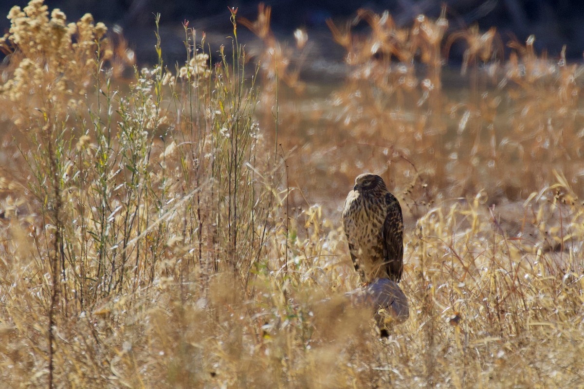 Northern Harrier - ML399689111