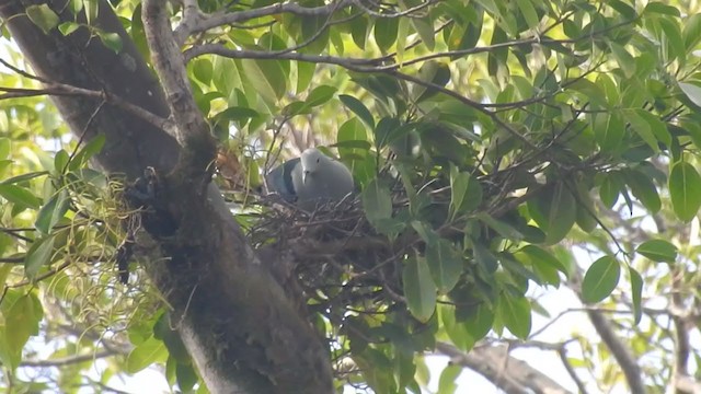 Nicobar Imperial-Pigeon - ML399690751