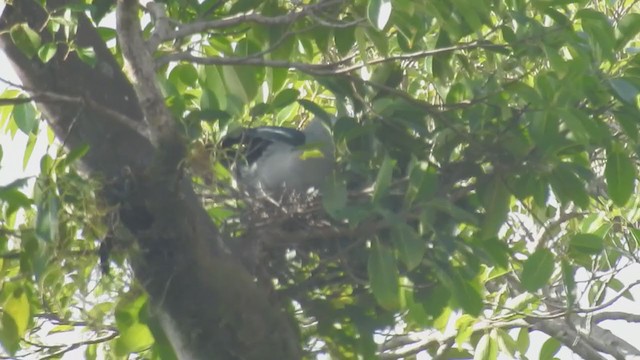 Nicobar Imperial-Pigeon - ML399691121