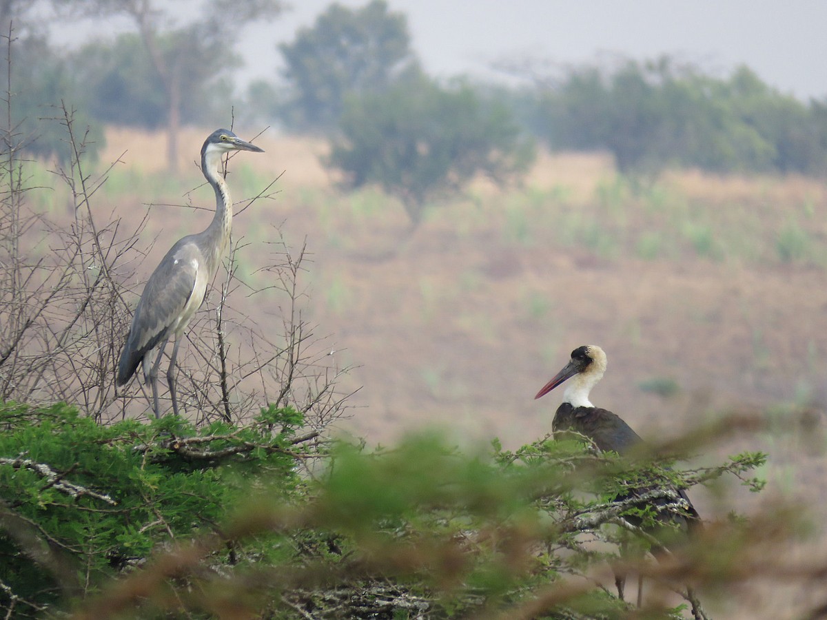 African Woolly-necked Stork - ML399691331