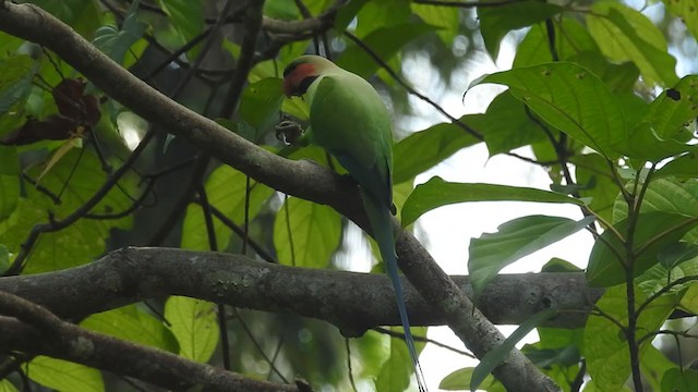 オナガダルマインコ - ML399691681