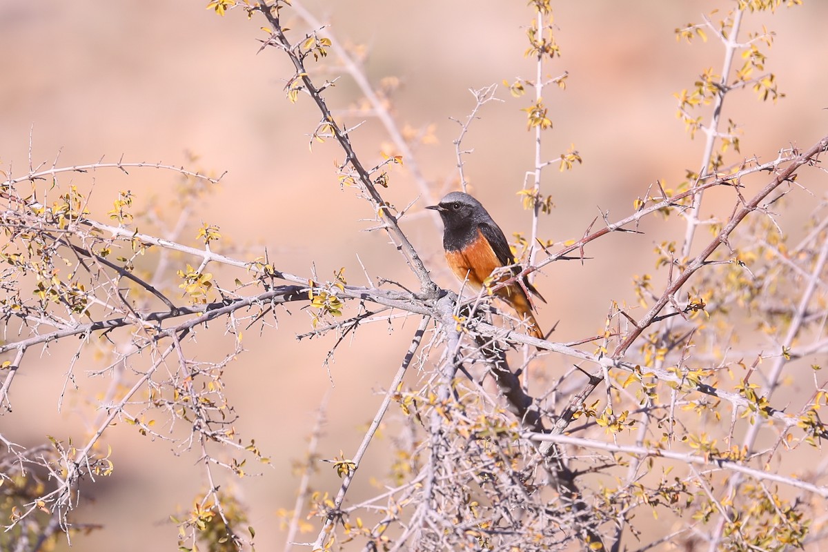 Black Redstart - ML399692001