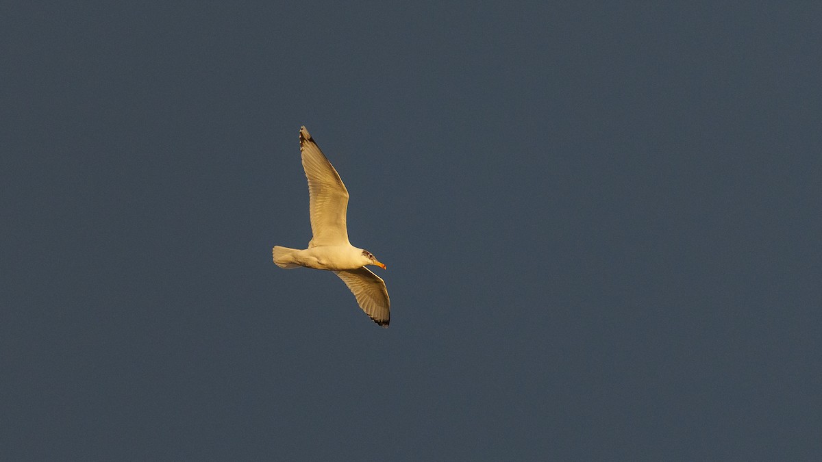 Pallas's Gull - ML399692301