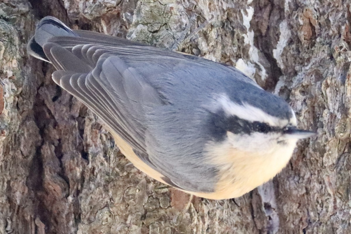 Red-breasted Nuthatch - ML399693111