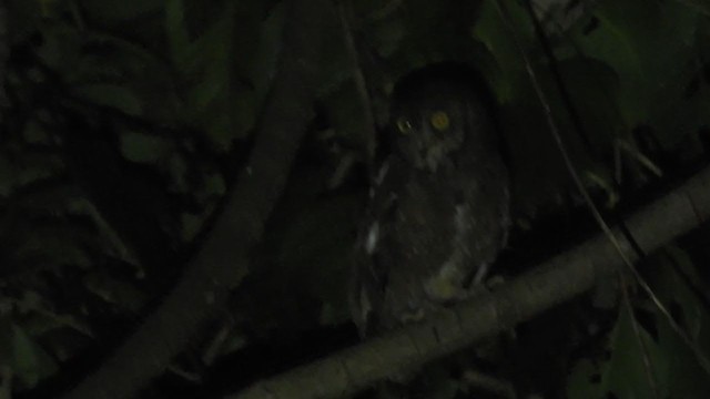 Nicobar Scops-Owl - ML399694351