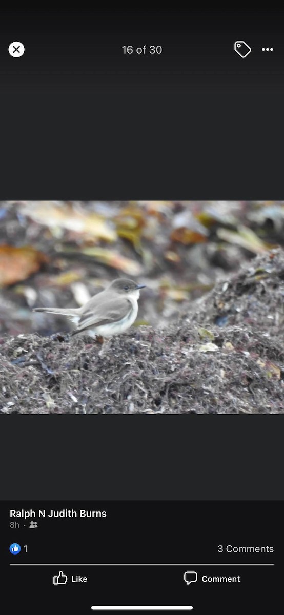 Eastern Phoebe - ML399694801