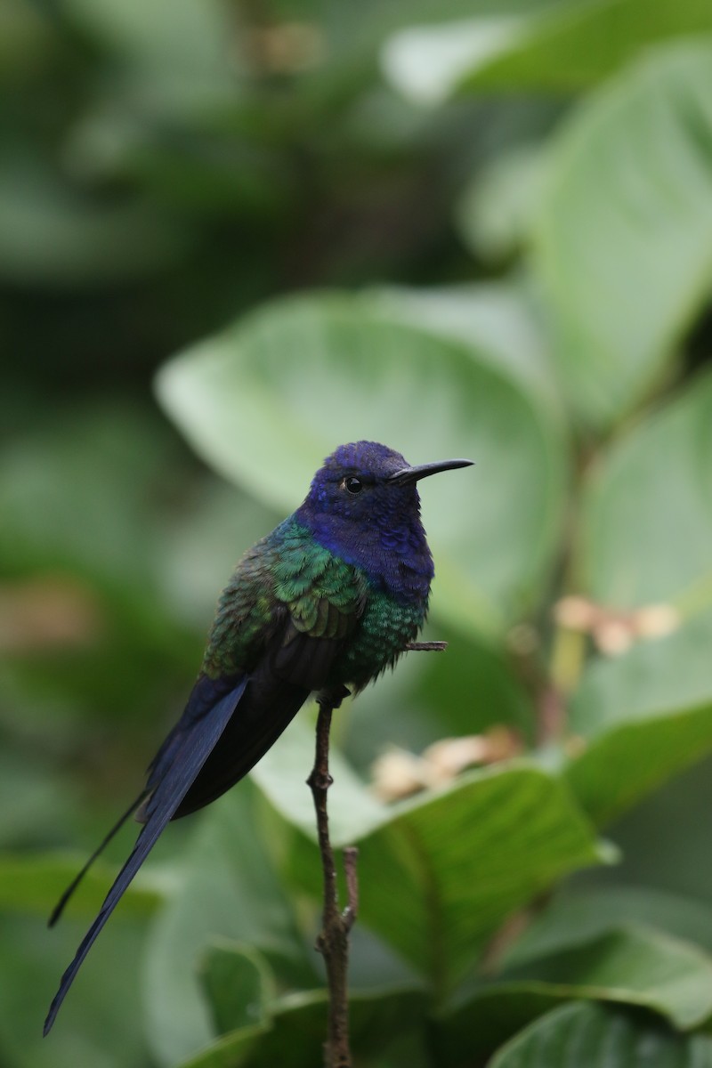 Colibrí Golondrina - ML399695011