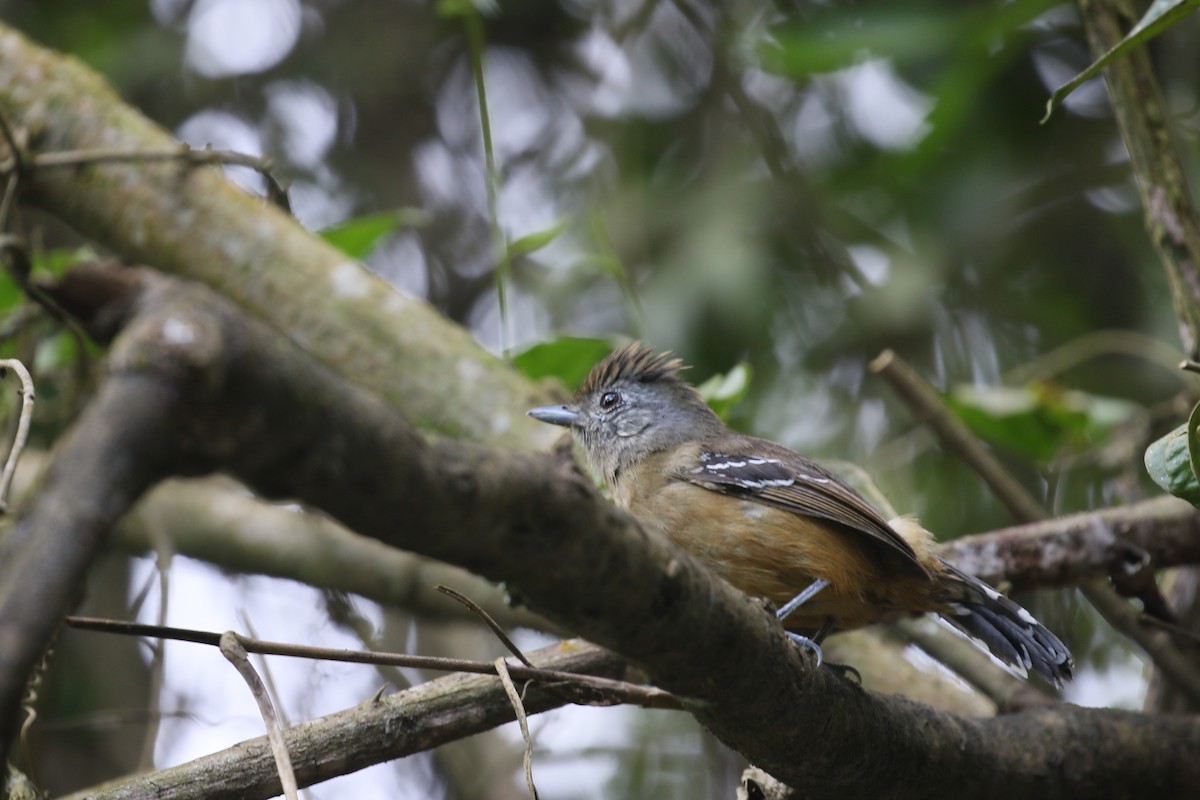 Variable Antshrike - ML399697411