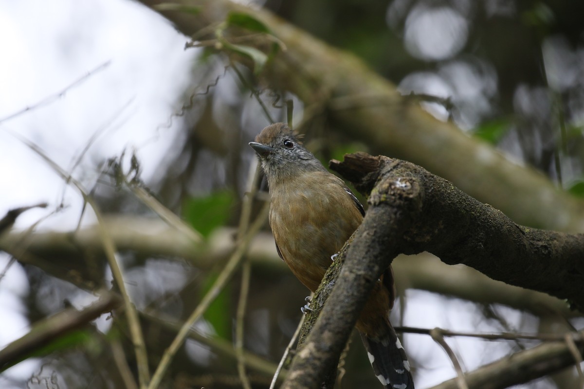 Variable Antshrike - ML399697431