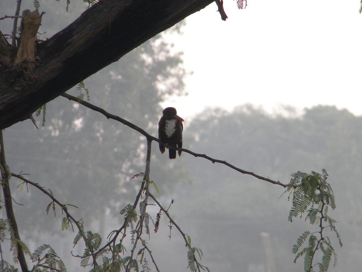 White-throated Kingfisher - ML399697971