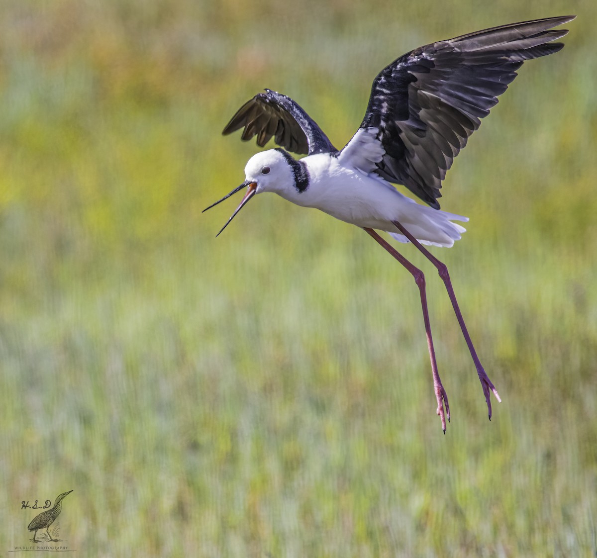 Pied Stilt - ML399698031