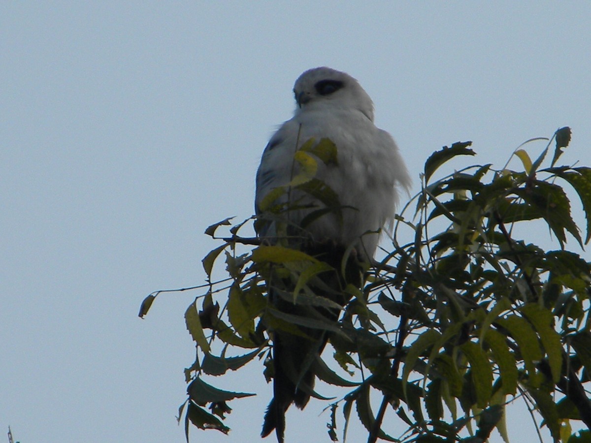 Black-winged Kite (Asian) - ML399698111