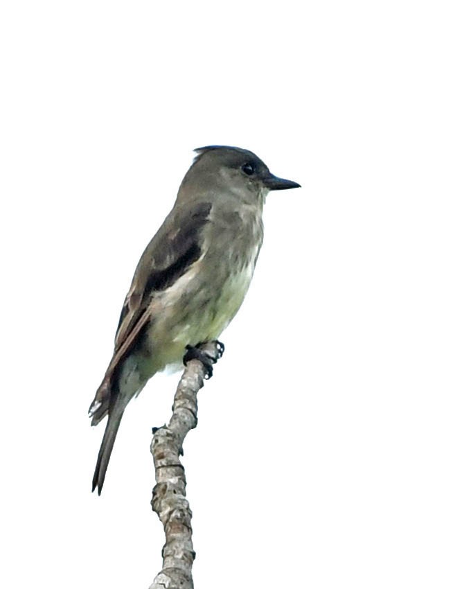 Eastern Wood-Pewee - ML399698151