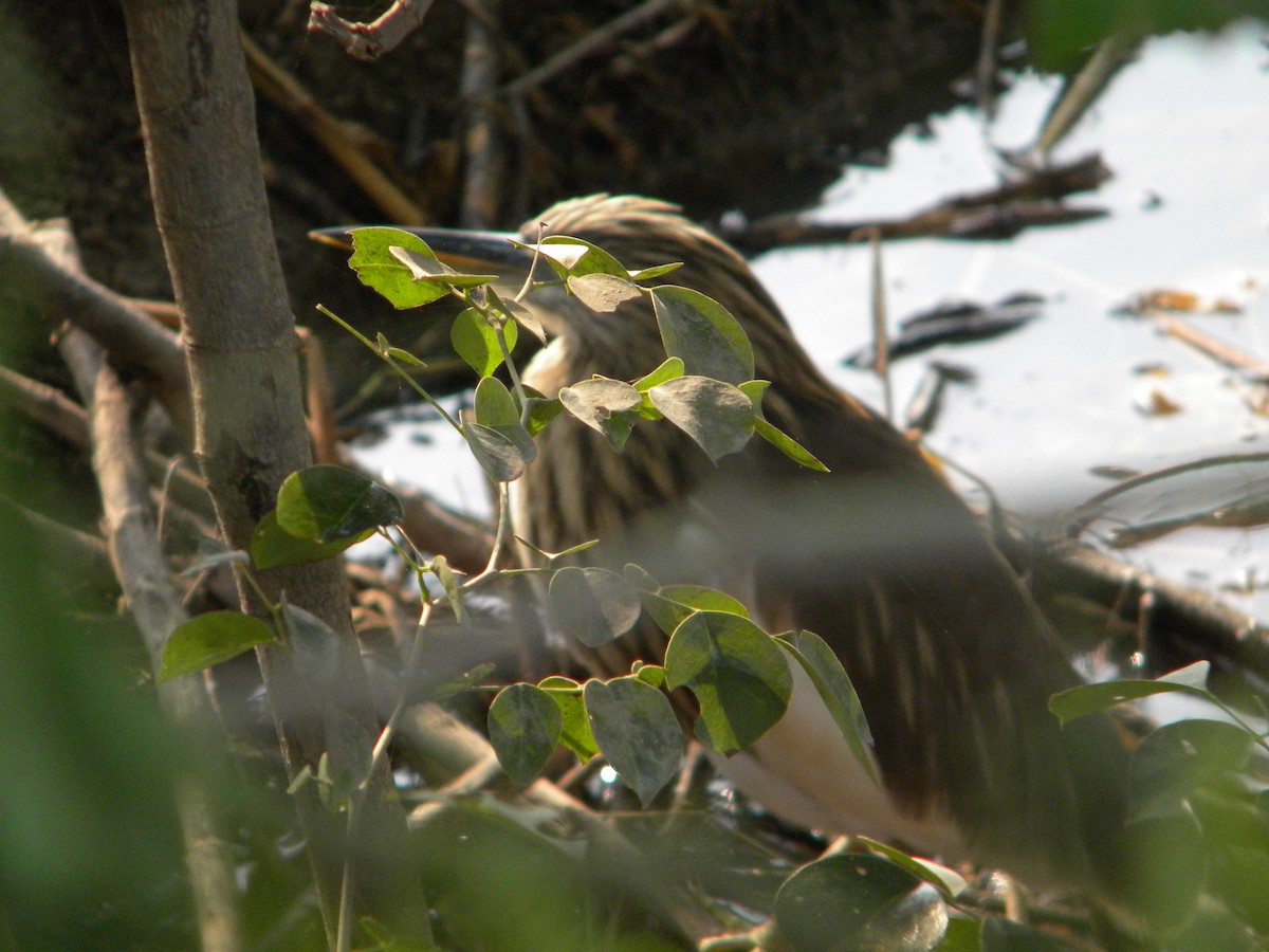 pond-heron sp. - ML399698361