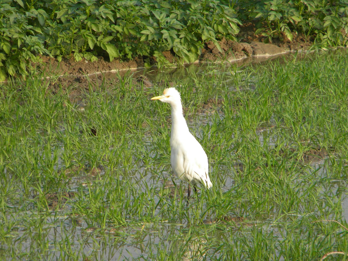 Eastern Cattle Egret - ML399698481