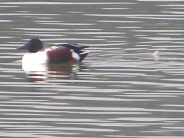 Northern Shoveler - ML399698861