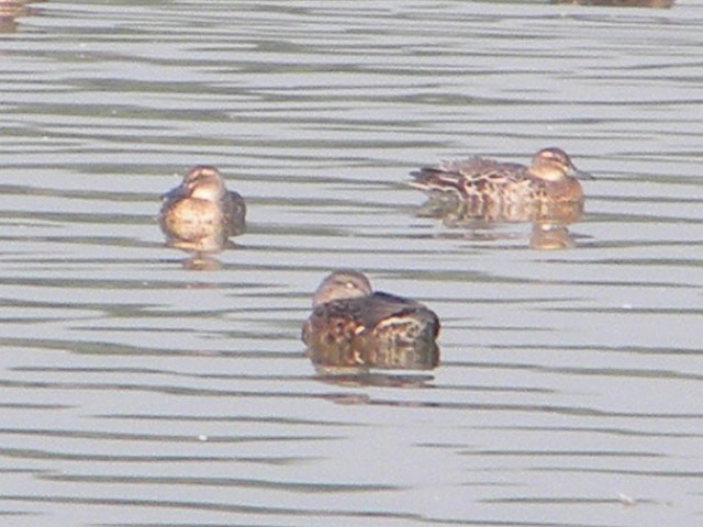 Northern Shoveler - ML399698871