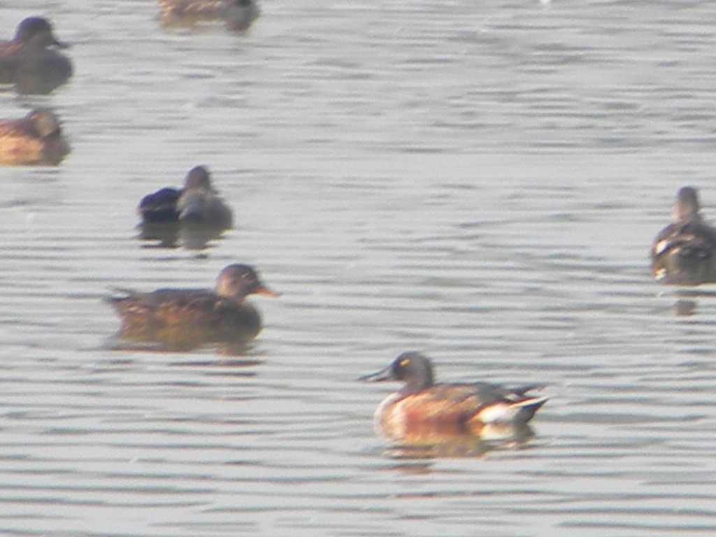 Northern Shoveler - ML399698881