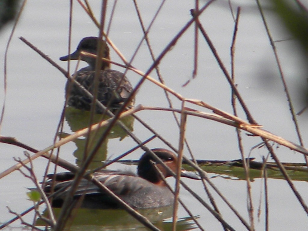 Green-winged Teal - ML399698991