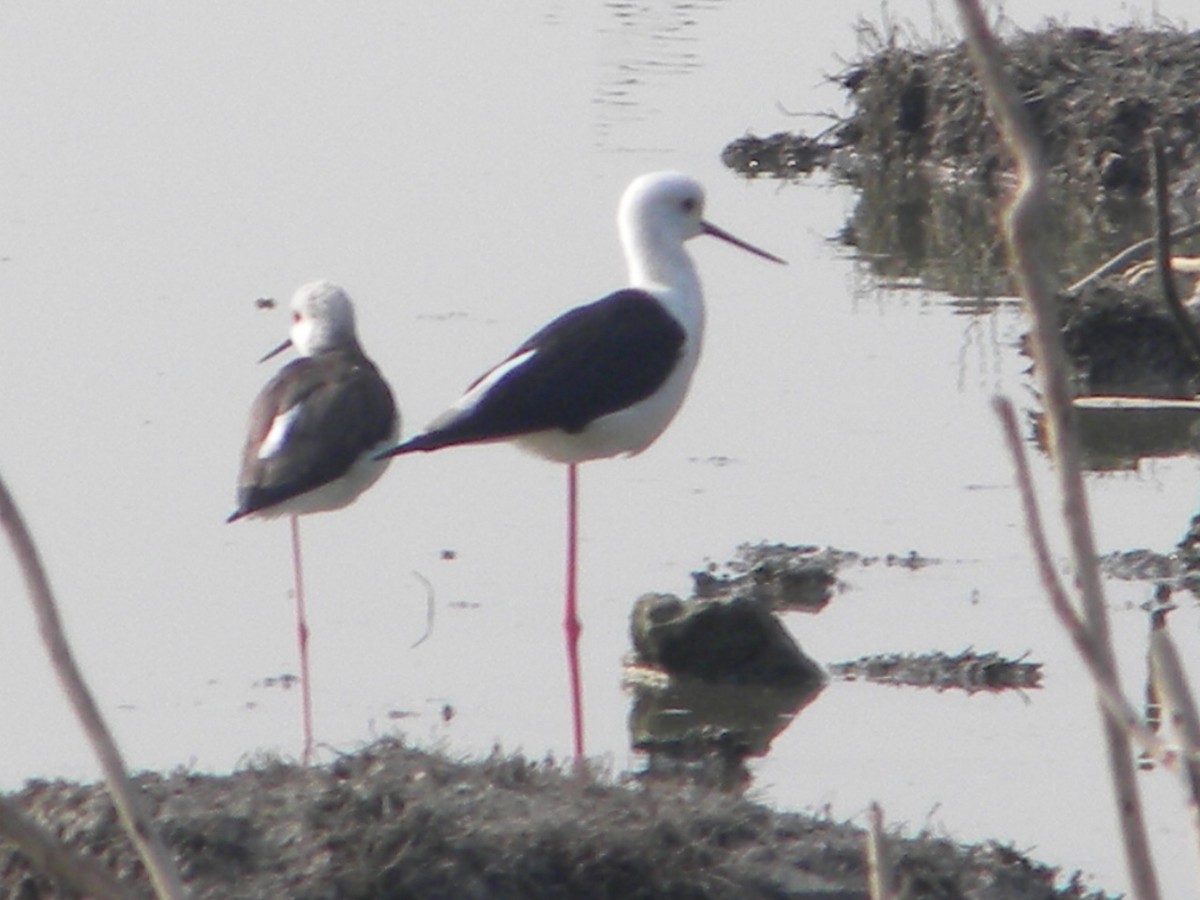 Black-winged Stilt - ML399699131