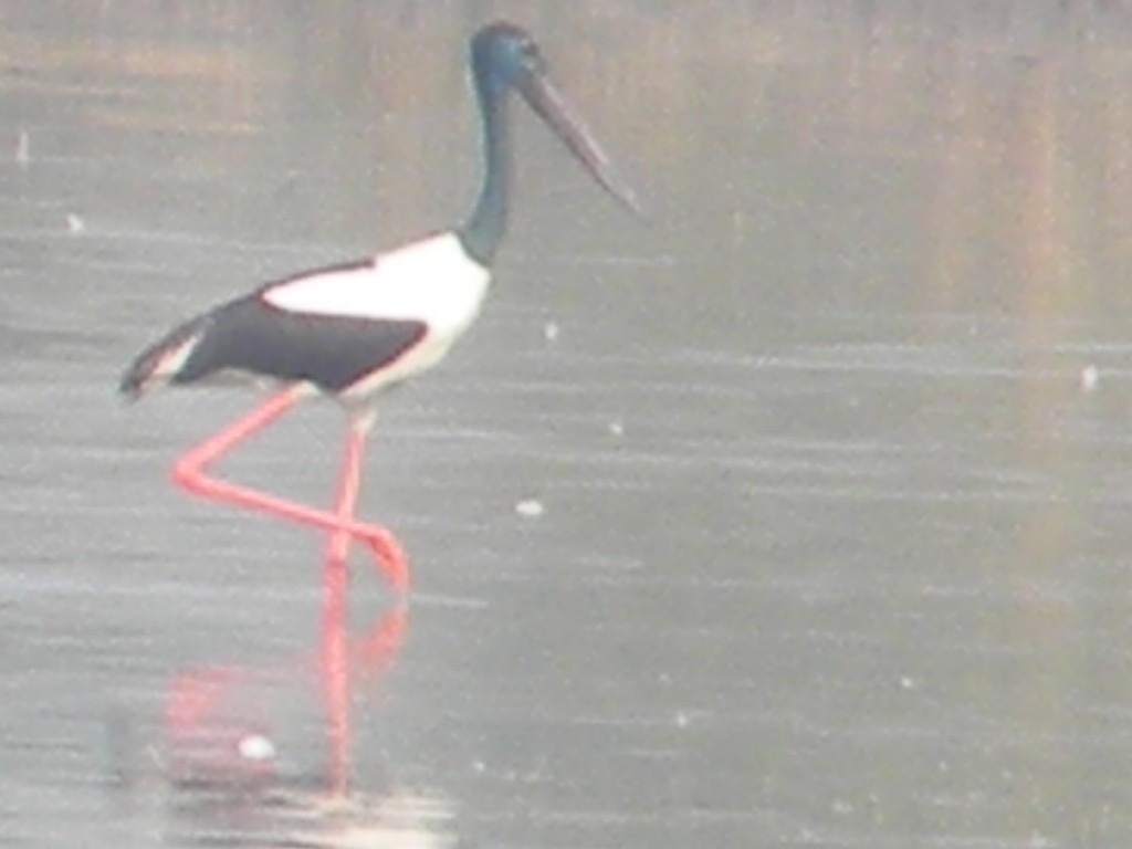 Black-necked Stork - ML399699161