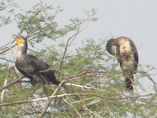 Little Cormorant - ML399699171