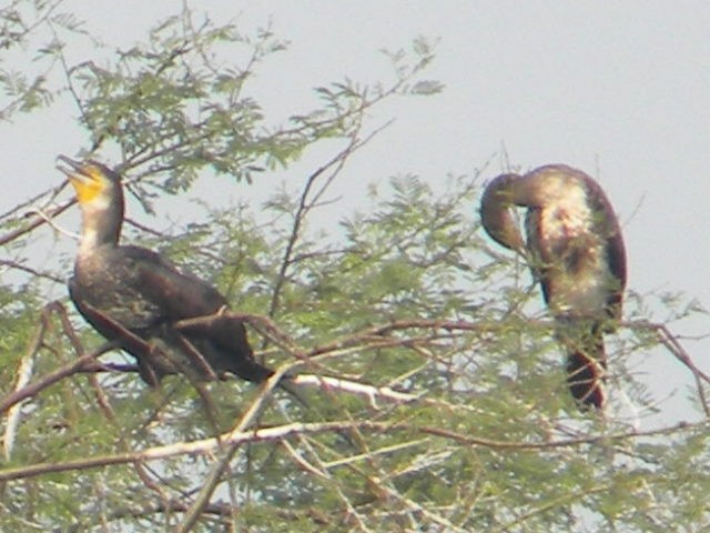 Little Cormorant - ML399699171