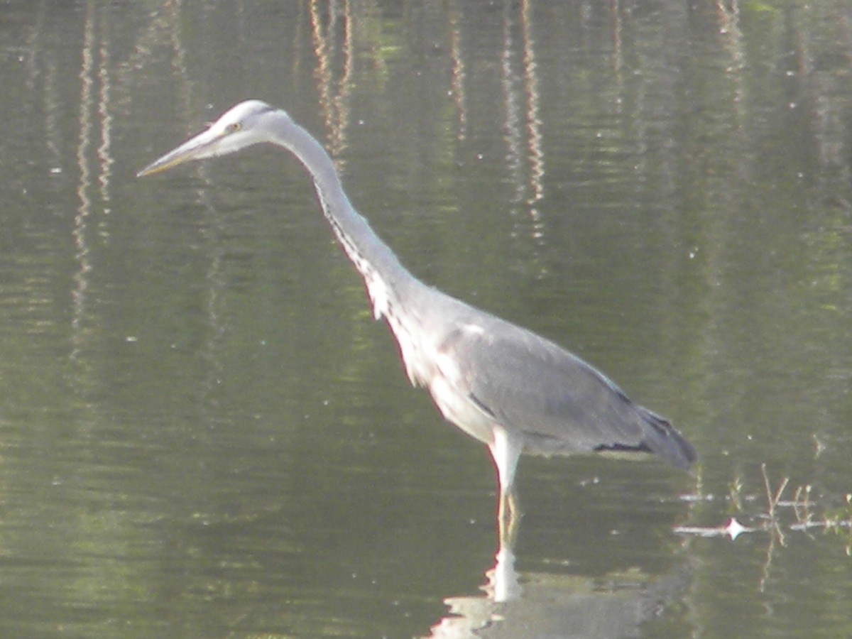 Gray Heron - ML399699311